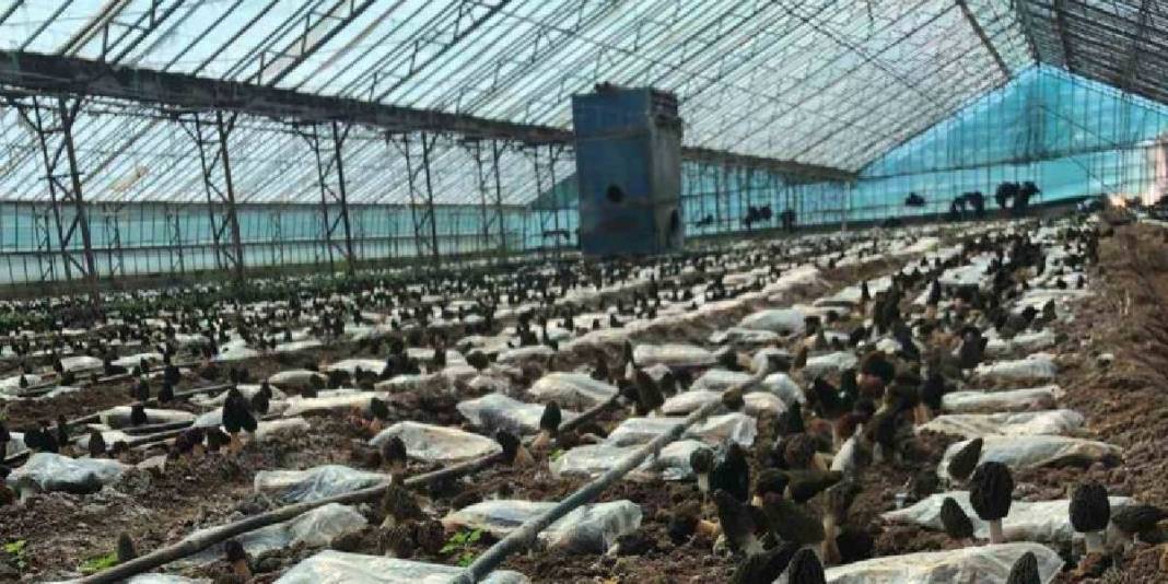 Talebi fazla ürünü seraya taşıdı: Deneme üretiminde 900 kg ürün aldı 3